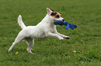 spielender Jack Russell Terrier