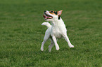 rennender Jack Russell Terrier