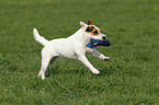 spielender Jack Russell Terrier