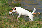 spielender Jack Russell Terrier