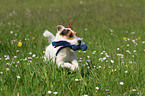 spielender Jack Russell Terrier