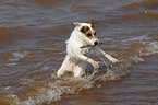 spielender Jack Russell Terrier