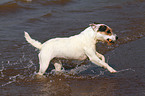 spielender Jack Russell Terrier