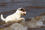 spielender Jack Russell Terrier