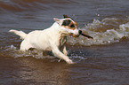 spielender Jack Russell Terrier