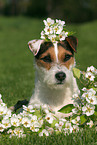Jack Russell Terrier Portrait im Frühjahr