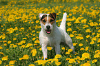 stehender Jack Russell Terrier  in Blumenwiese