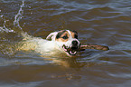 spielender Jack Russell Terrier