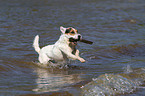 spielender Jack Russell Terrier