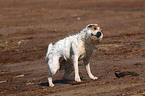 Jack Russell Terrier schttelt sich