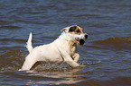 spielender Jack Russell Terrier