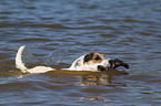 spielender Jack Russell Terrier