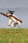 spielender Jack Russell Terrier