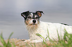 liegender Jack Russell Terrier