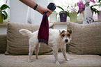 Jack Russell Terrier mit Arthrose