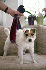 Jack Russell Terrier mit Arthrose