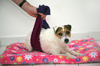 Jack Russell Terrier mit Arthrose