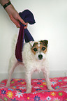 Jack Russell Terrier mit Arthrose