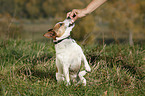 Jack Russell Terrier macht Mnnchen