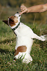 Jack Russell Terrier macht Mnnchen