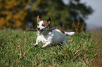 spielender Jack Russell Terrier