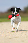 spielender Jack Russell Terrier