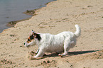 bremsender Jack Russell Terrier