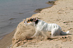 bremsender Jack Russell Terrier