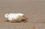 spielender Jack Russell Terrier
