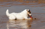 spielender Jack Russell Terrier