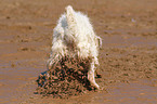 buddelnder Jack Russell Terrier