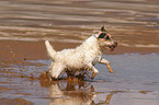 rennender Jack Russell Terrier