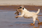 spielender Jack Russell Terrier