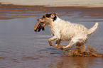 spielender Jack Russell Terrier