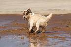 dreckiger Jack Russell Terrier