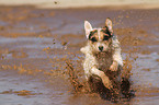 rennender Jack Russell Terrier