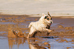 rennender Jack Russell Terrier