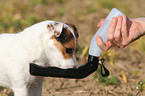 trinkender Jack Russell Terrier