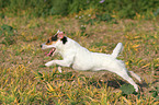 rennender Jack Russell Terrier