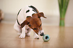 Jack Russell Terrier