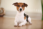 liegender Jack Russell Terrier