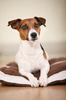 liegender Jack Russell Terrier