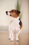 Jack Russell Terrier