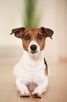 liegender Jack Russell Terrier