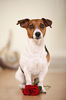 sitzender Jack Russell Terrier