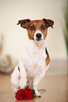 sitzender Jack Russell Terrier