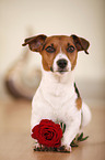 liegender Jack Russell Terrier