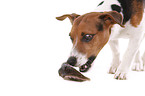 Jack Russell Terrier