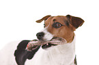 Jack Russell Terrier