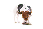 Jack Russell Terrier